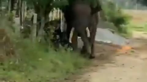 Man vs Elephant Fight