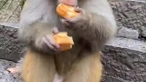 Greedy monkey