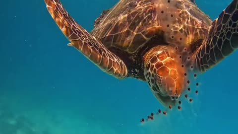 Tortoise In The Water #Tortoise_In_The_Water #animals_Nuture #tortoise #Recpect #Fish