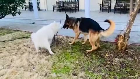 White husky with german shephred