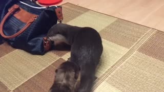 Otter VS Otter