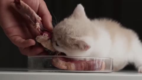 [Cute Baby Cat Broadcasting ASMR] Ocelot's Tomahawk Steak is delicious