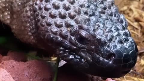 Friendly Passerby Quenches Snake’s Thirst