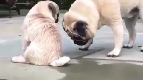 Best Funny Animal Videos 2022 😺 Funny Dog Videos 2022 😁 Funniest Dog Videos 😁😇