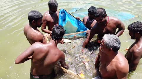 The fishermen of the village catch fish | fishermen life.