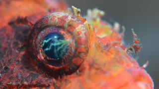 Up Close with a Scorpionfish