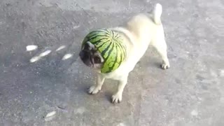 Pug models ridiculous watermelon helmet