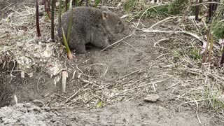 Baby Wombat Scratches an Itch on Ironically Named Flower