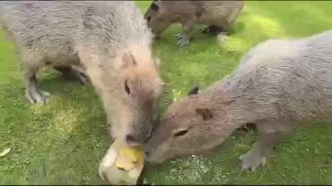 Capybaras getting some frozen fruit treats