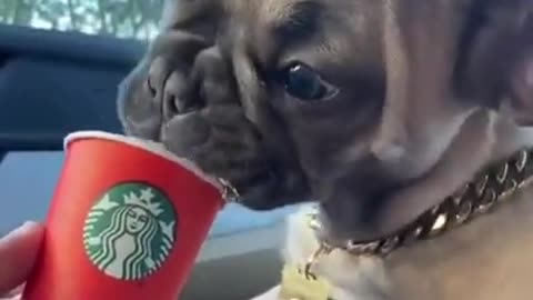 He loves his Starbucks. Do u_ 🤤🐶 #dogs #shorts