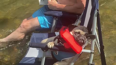 Pug is Tuckered Out After a Day on the River