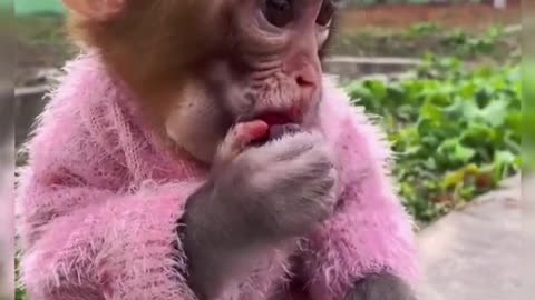 cute monkey