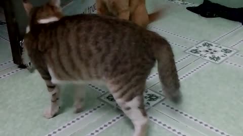 two cats fighting