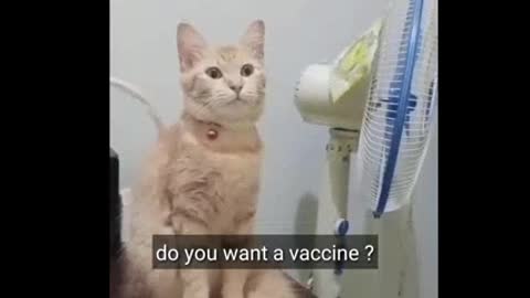 Funny cat scare of vaccin