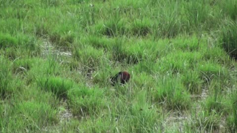 Ibis falcinelle (Plegadis falcinellus) Glossy Ibis