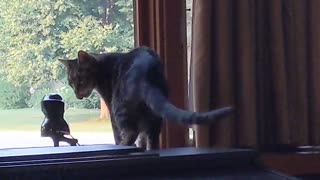 My cat scout eats a bug