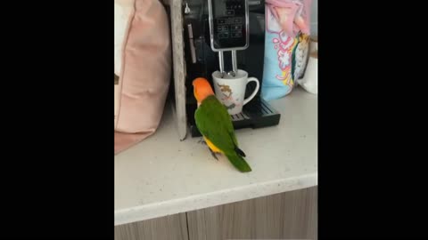 Parrot talking video