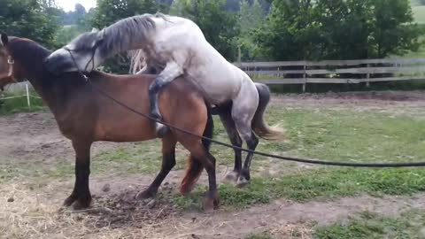 Young connemara mare is covered with gray stallion for the first time _ Horse breeding