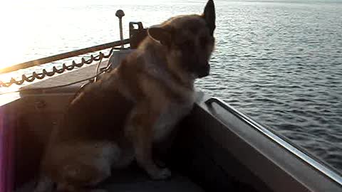 German Shepherd Suzie leading the way