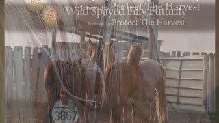 Protect The Harvest's Wild Spayed Filly Futurity