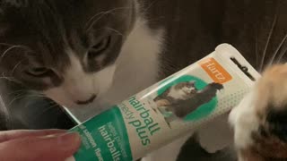 Cat Sniffs All Around