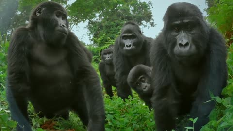 Robot spy gorilla infiltrates a wild gorilla troop 🕵️🦍 | Spy In The Wild
