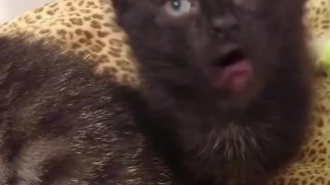 kara kedi singing pets