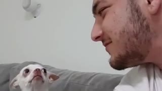Angry chihuahua truly hates owner's affection