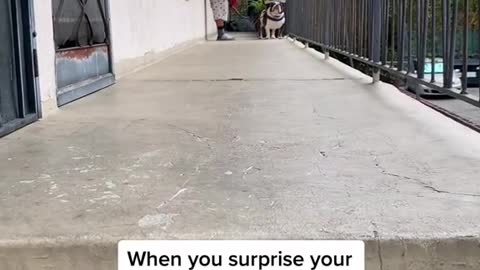 When you surprise your mom and your dog