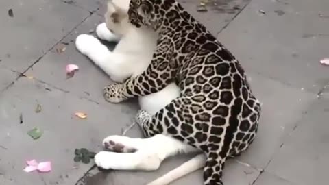 Funny Animals