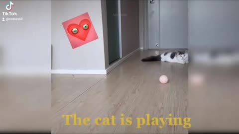 Cat is playing good