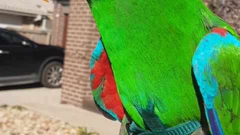 Adorable Parrot Shows Off His Beautiful Wings