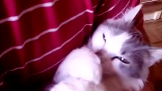 Funny kitten sucks its paw