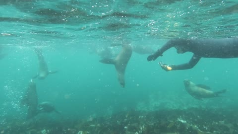 A Scuba Diver Taking Videos Of Sea Lions In Sea