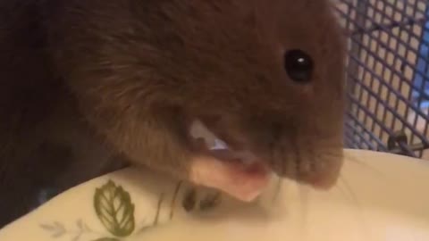 Incredible! Decorative rat drinks milk from its paws