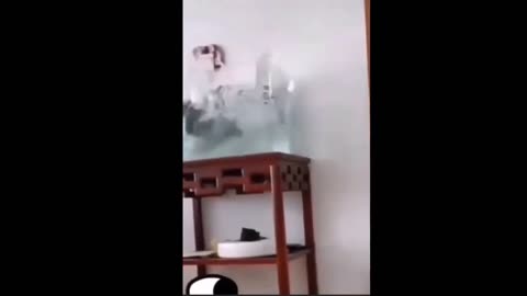 Cat Jumps And Dives Into Bucket Full of Water Very Funny Must Watch