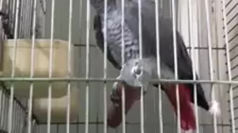 Talking African Parrot