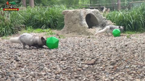 Arctic foxes playing with wishlist toys