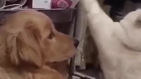 Funniest Dogs And Cats 😺 - Best Of The 2022 Funny Animal Videos 2021 🤣😂