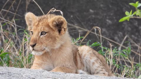 A Wild cute Baby lionCub