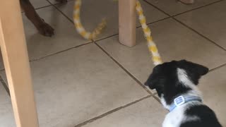 Dogs playing with cat toys