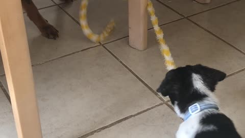 Dogs playing with cat toys