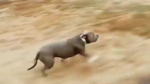 Pitbul Dog