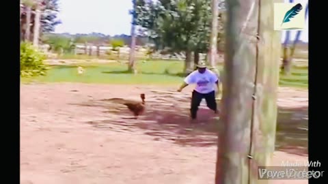 Funny chickens and roosters Chasing kids and adults 😂😂