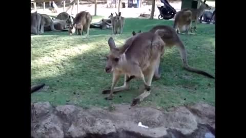 Cute baby kangaroo compilation