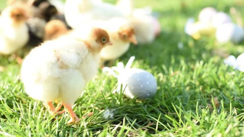 Close Up Newborn Chickens In Warm Tone And Beak On The Grass Field On Green Background.