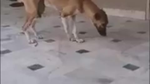 Funny dogs dancing compilation animals telent dog dance