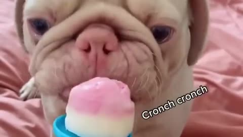 Pug crunches down on ice cream cone instead of licking it