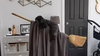 Doggo Becomes a Wizard During Quarantine