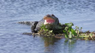 alligator basking in the sun with its mouth open